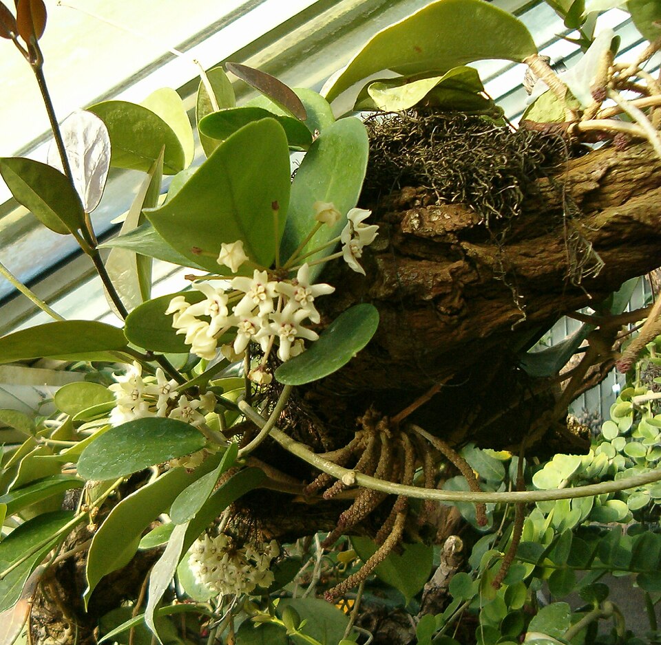 Hoya australis (common waxflower) (alternate view 6)