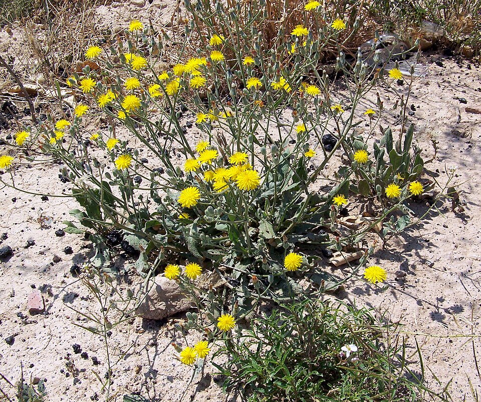 Crepis vesicaria (Beaked Hawksbeard)