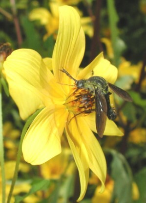 Bidens laevis (Smooth Beggarticks) (alternate view 2)
