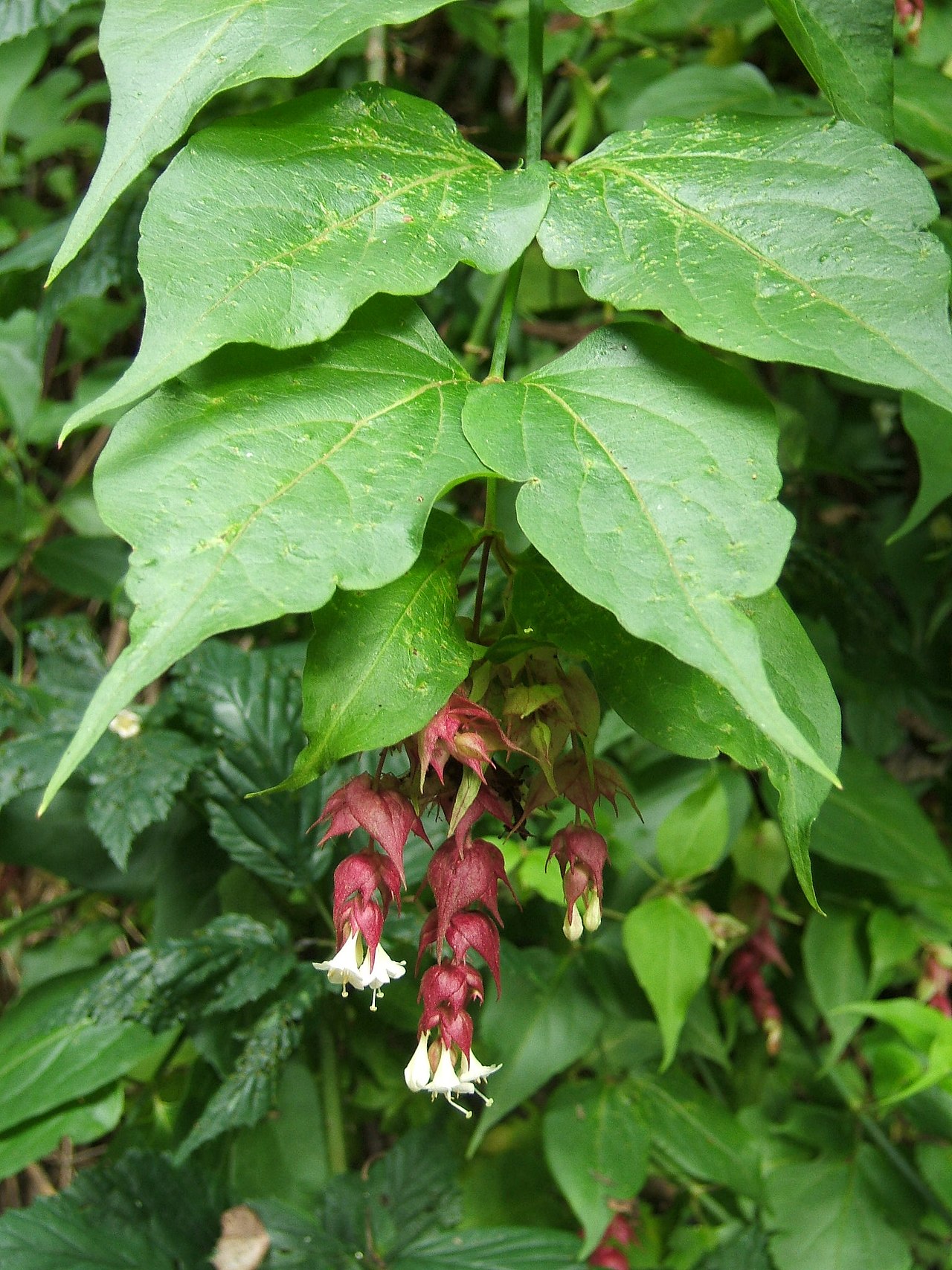 Leycesteria formosa (Himalayan honeysuckle)