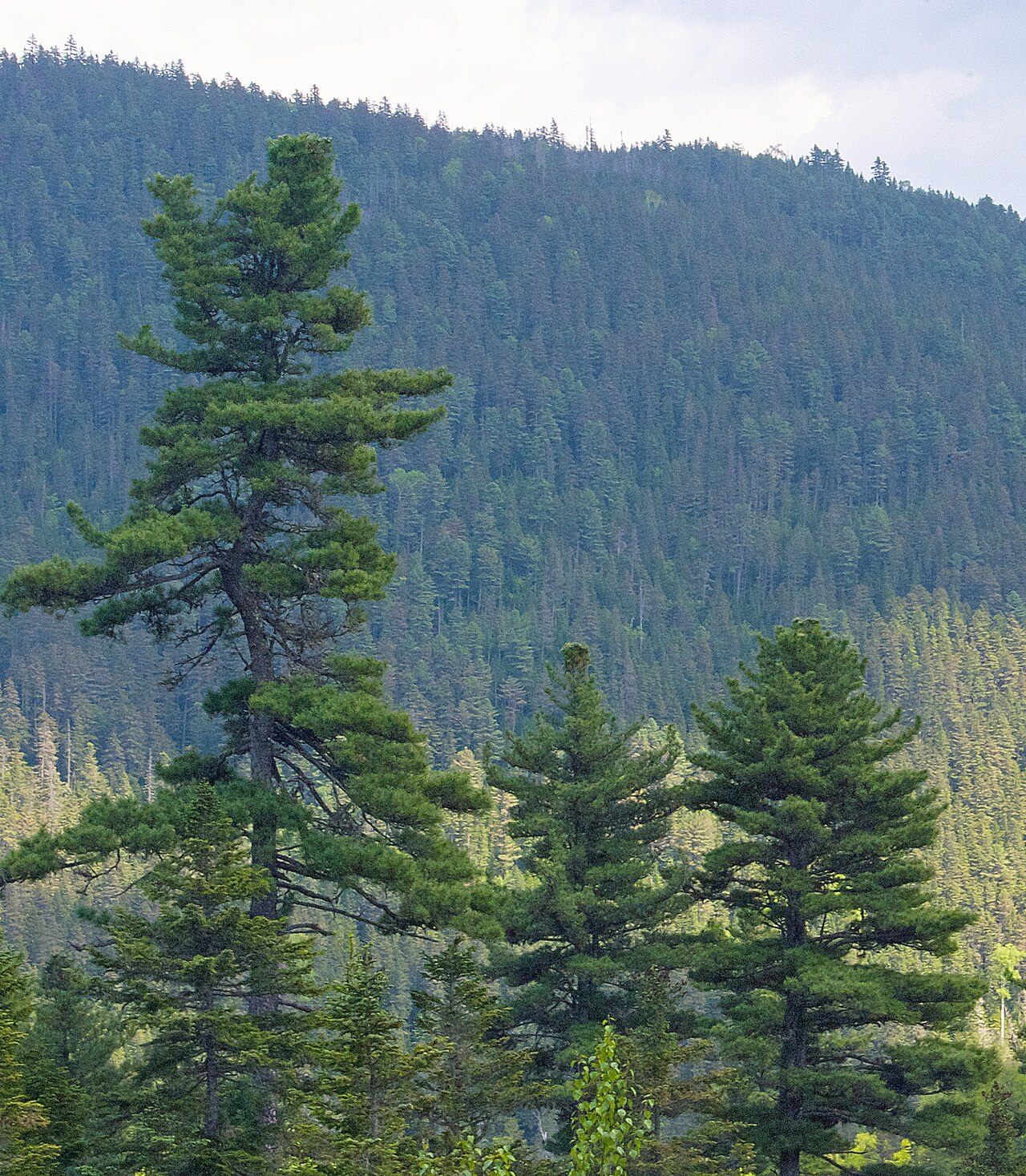 Pinus koraiensis (Korean Pine)