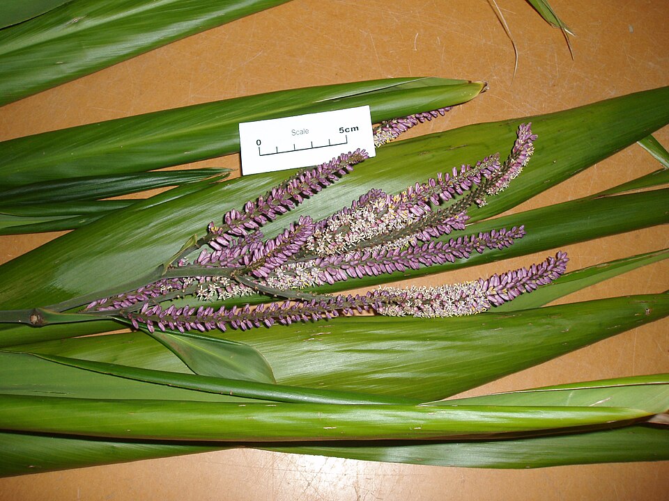 Cordyline petiolaris (Broad leaved Palm Lily) (alternate view 10)