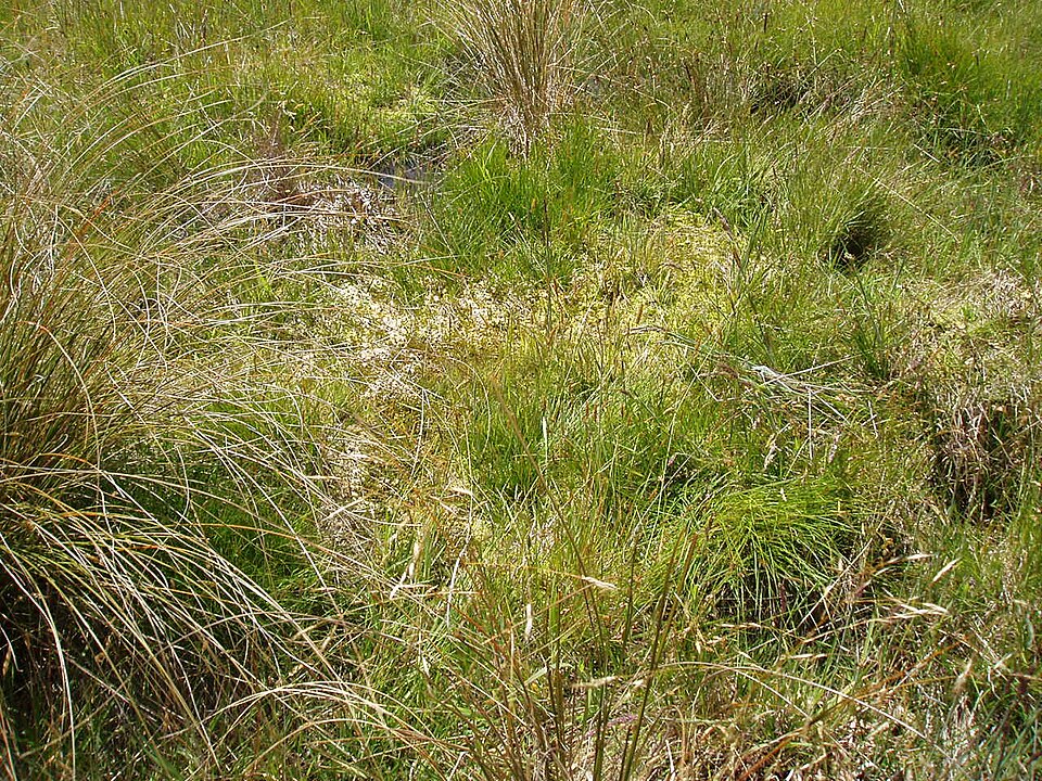 Sphagnum (Sphagnum mosses) (alternate view 2)
