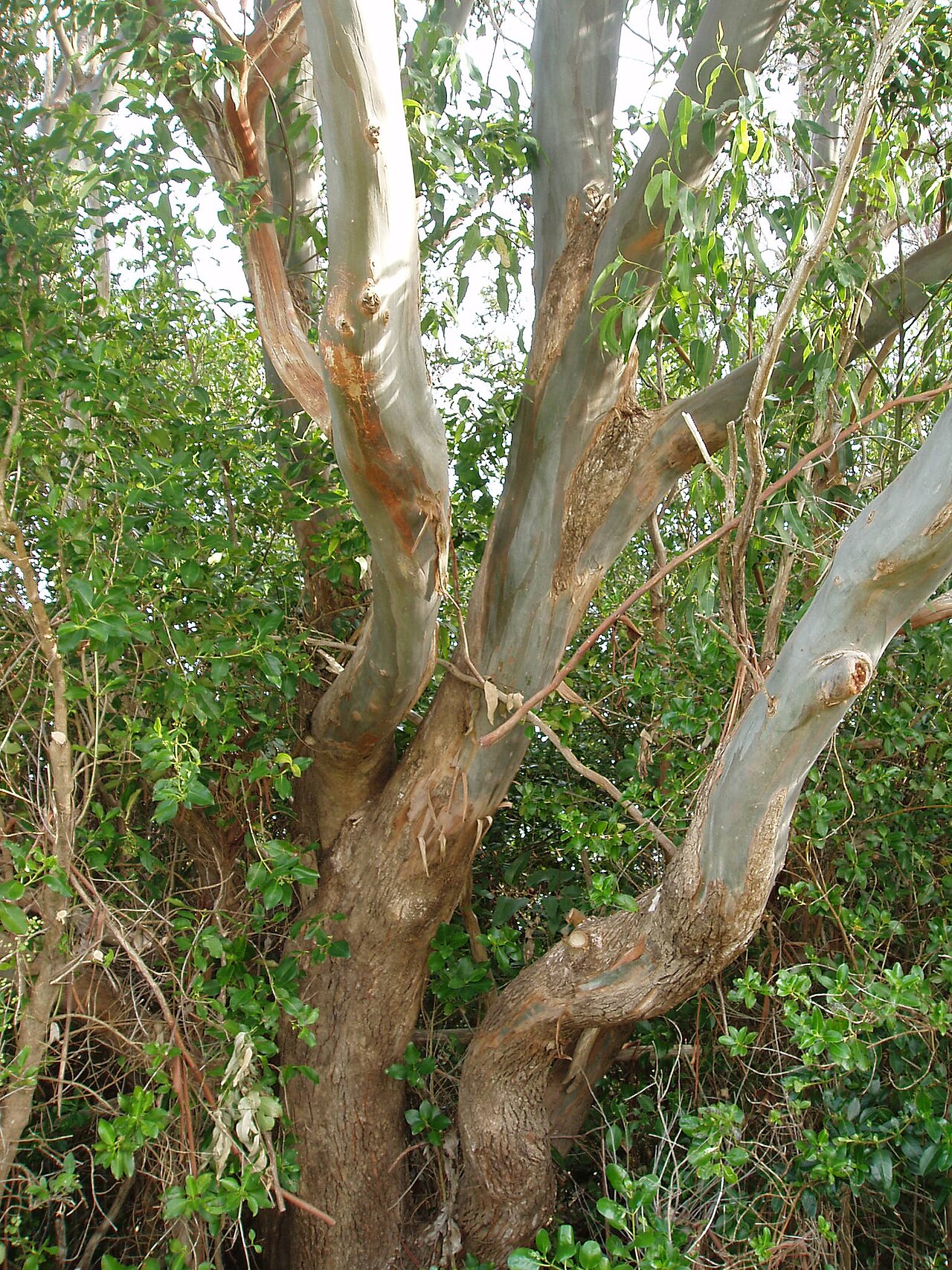 Eucalyptus saligna, Sydney blue gum — upright evergreen (Myrtaceae) (image 9 of 10)
