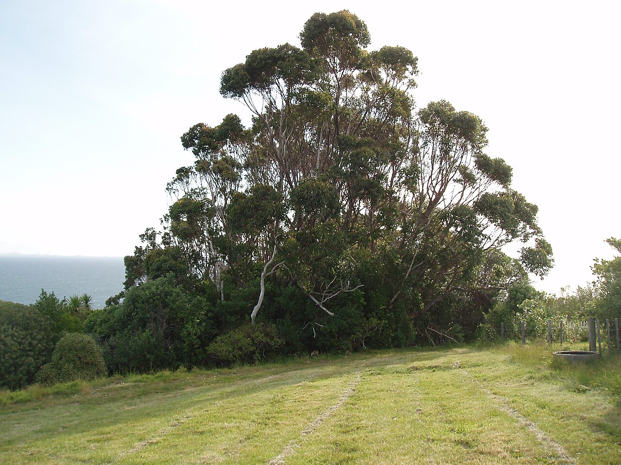 Eucalyptus saligna, Sydney blue gum — upright evergreen (Myrtaceae) (image 10 of 10)