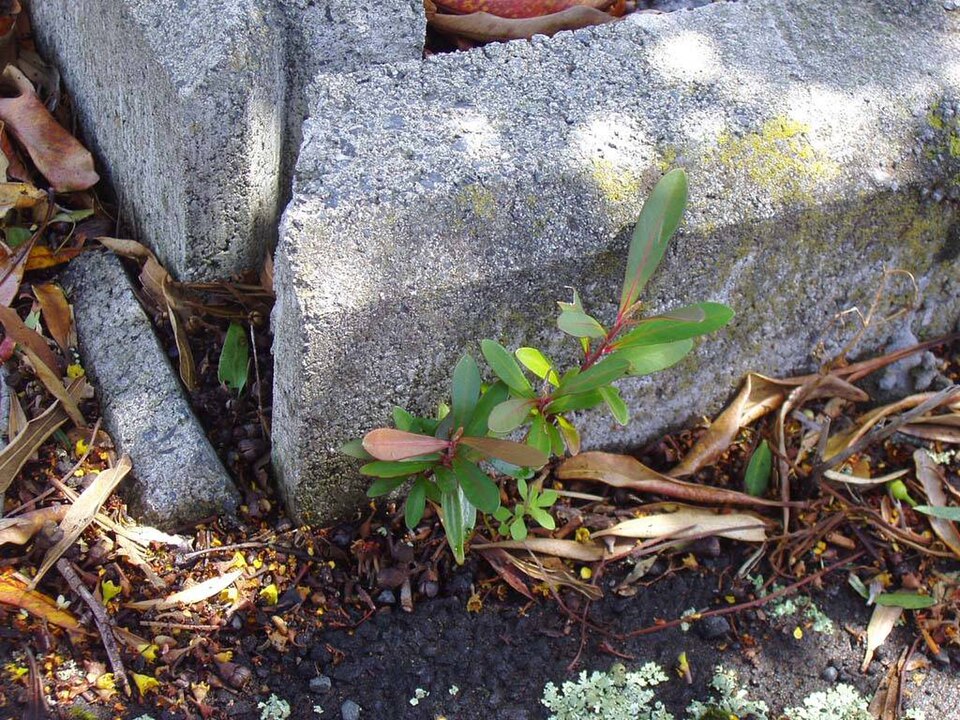 Tristaniopsis laurina (Water Gum) (alternate view 10)