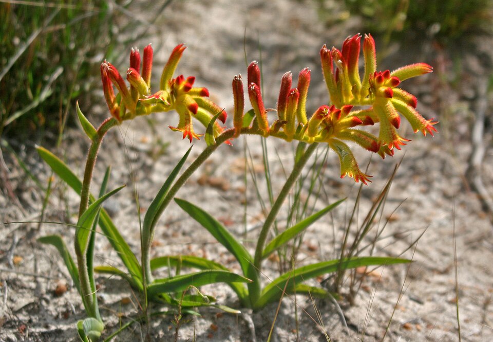 Anigozanthos humilis (Catspaw) (alternate view 10)