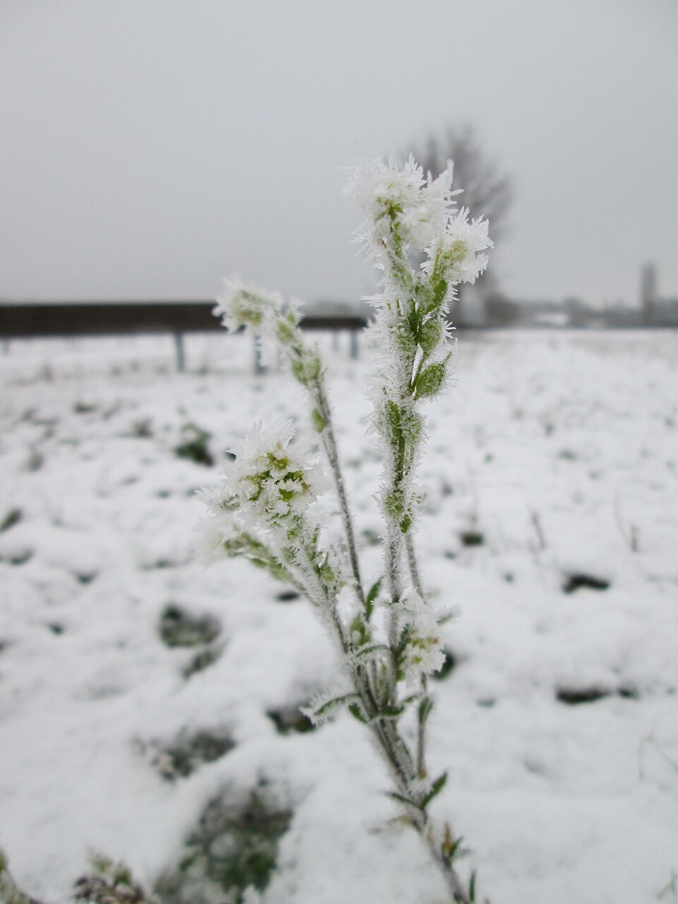 Berteroa incana (hoary alyssum)