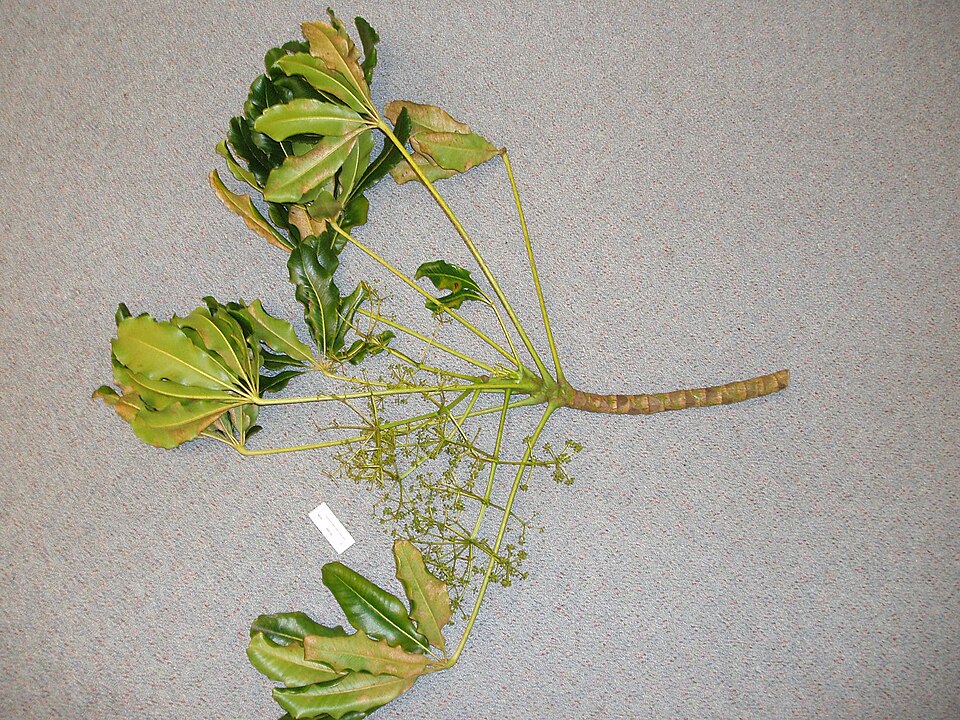Schefflera (alternate view 3)