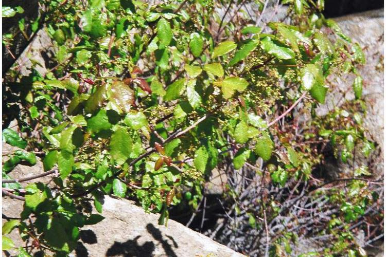 Toxicodendron diversilobum (Pacific poison oak)