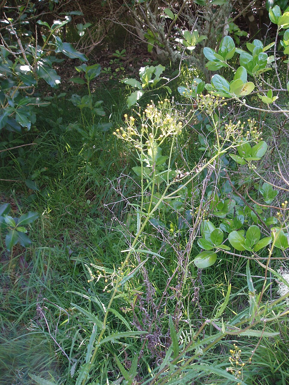 Senecio glomeratus (Cutleaf burnweed) (alternate view 8)