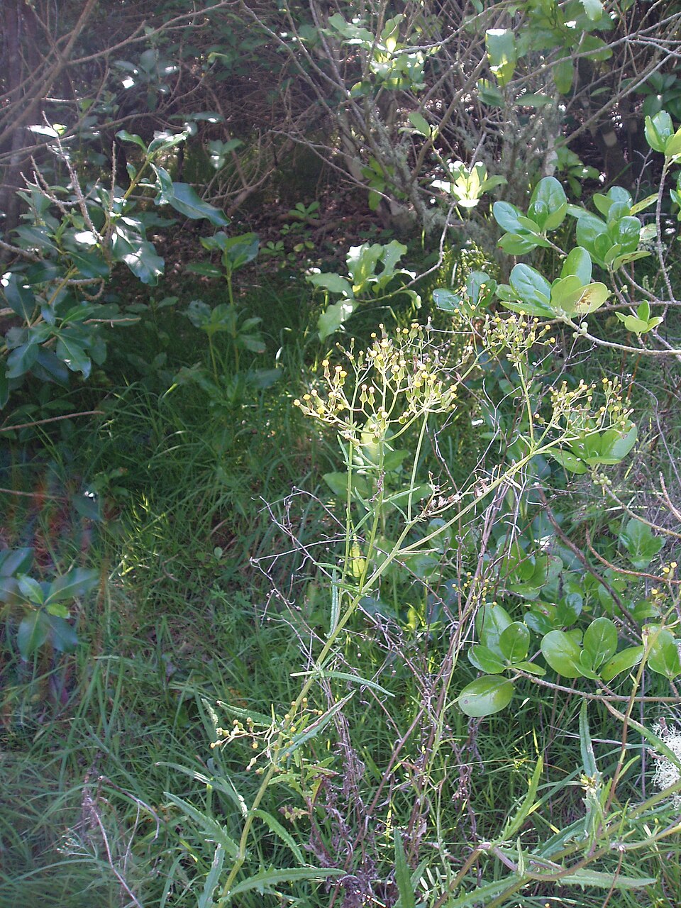 Senecio glomeratus (Cutleaf burnweed) (alternate view 9)