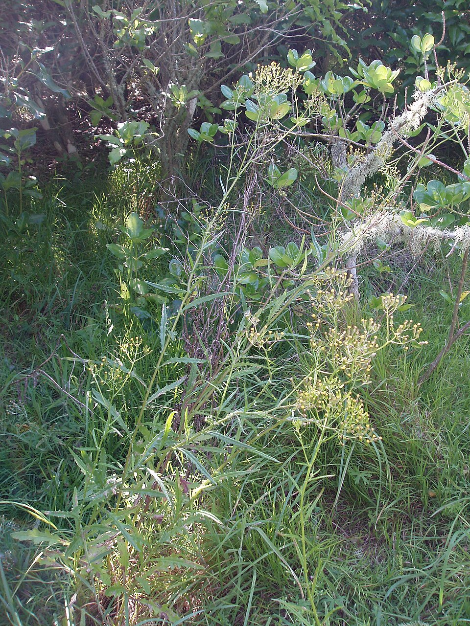 Senecio glomeratus (Cutleaf burnweed) (alternate view 10)