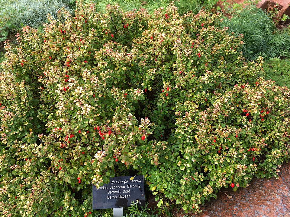 Berberis thunbergii 'Aurea' (golden Japanese barberry) (alternate view 4)