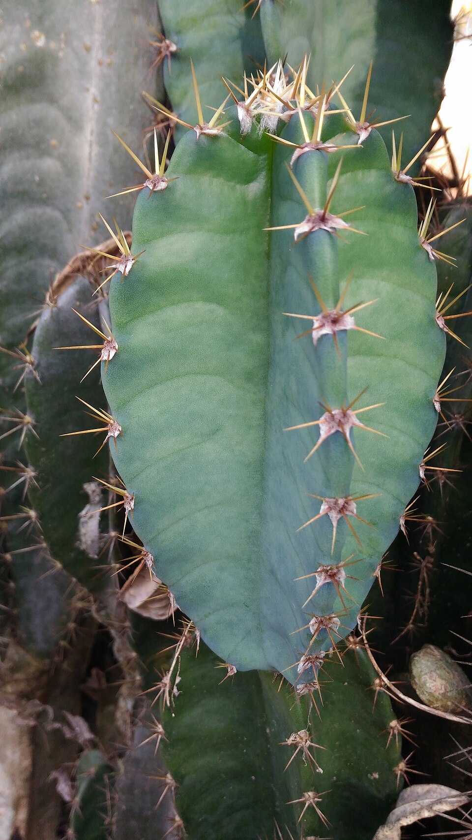 Cereus