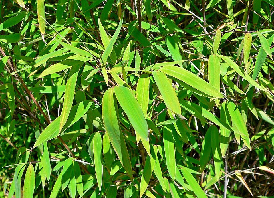 Fargesia nitida (Fountain Bamboo) (alternate view 4)