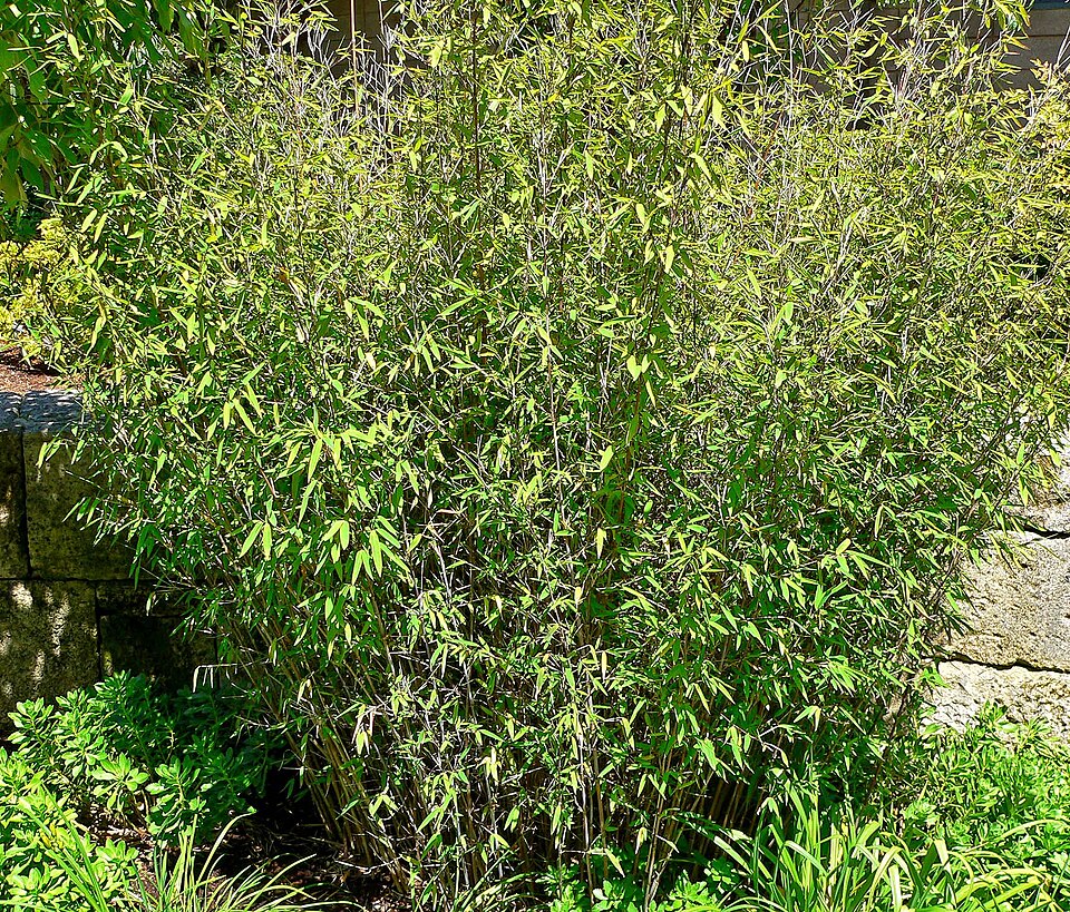 Fargesia nitida (Fountain Bamboo) (alternate view 5)