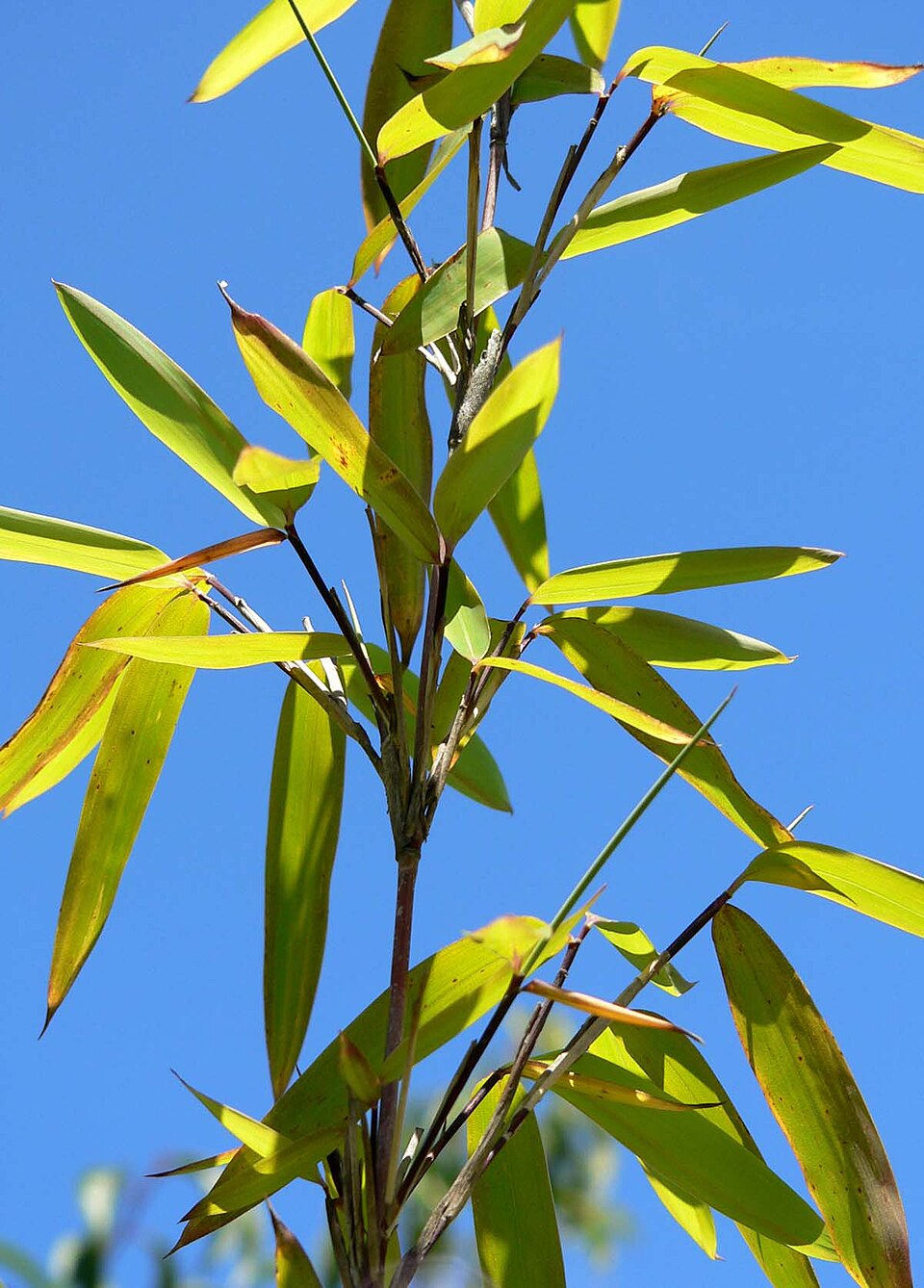 Fargesia nitida (Fountain Bamboo) (alternate view 6)