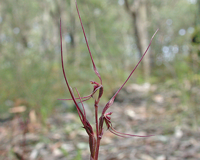 Acianthus caudatus (Mayfly orchid) (alternate view 8)