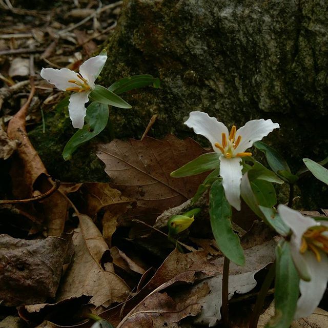 Trillium pusillum (Dwarf Trillium) (alternate view 6)