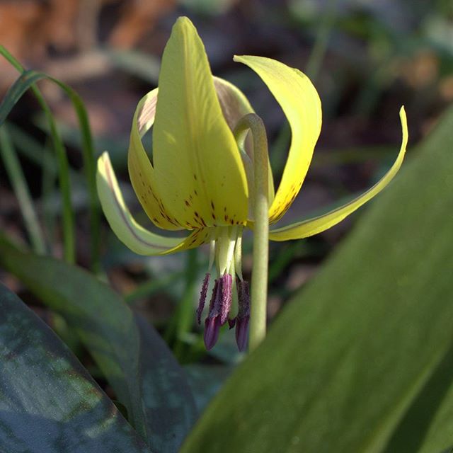 Erythronium umbilicatum (dimpled trout lily) (alternate view 10)