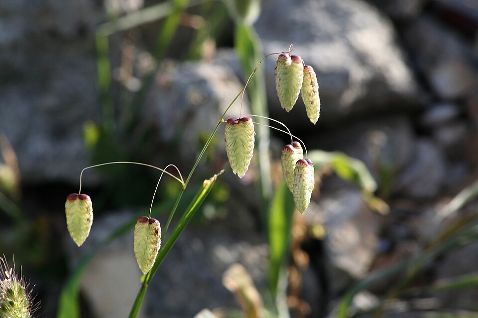 Briza maxima (big quaking grass) (alternate view 5)