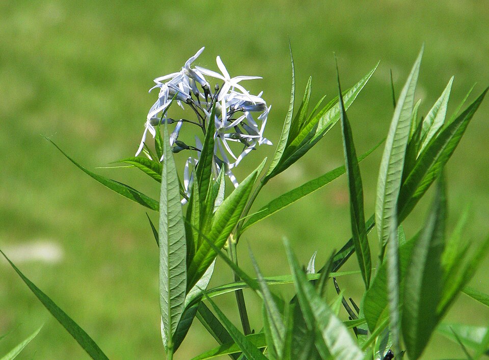 Amsonia ciliata (Fringed Bluestar) (alternate view 9)