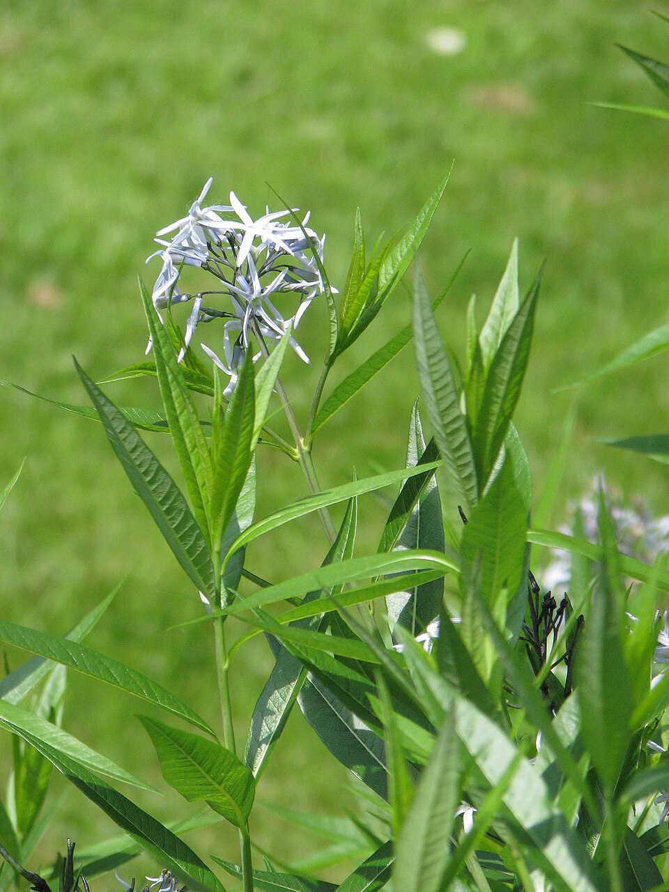 Amsonia ciliata (Fringed Bluestar) (alternate view 10)