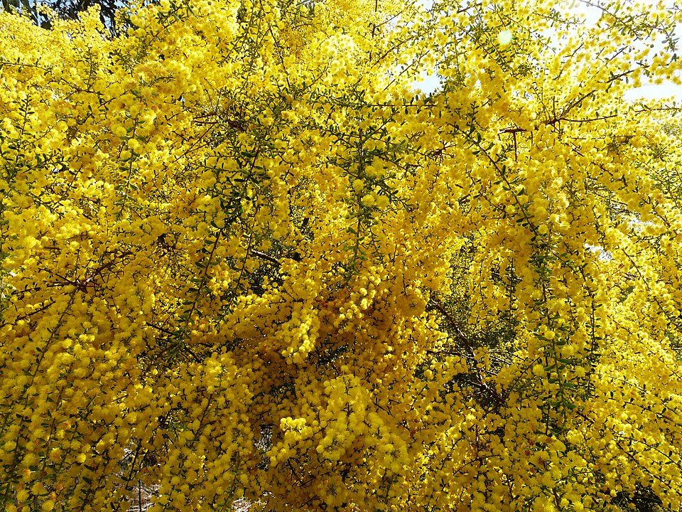 Acacia acinacea (Round-leaf Wattle) (alternate view 5)