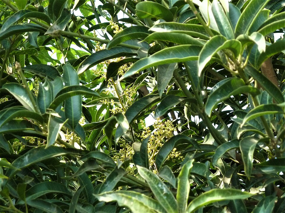Mangifera (mangoes) (alternate view 3)
