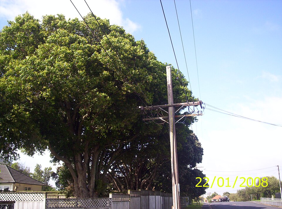 Syzygium floribundum (weeping lilli pilli) (alternate view 10)