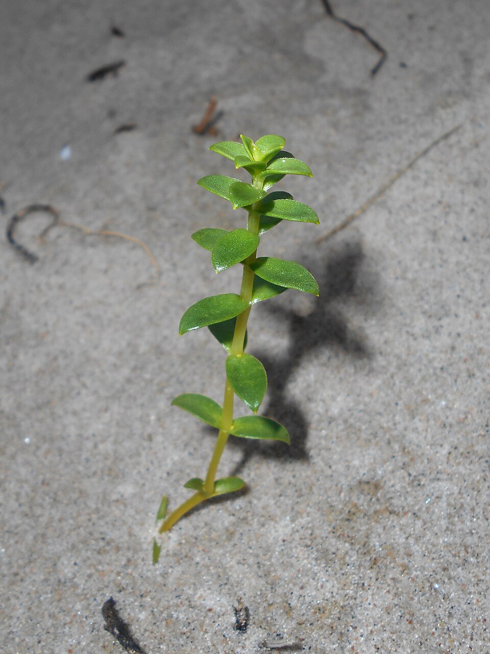 Honckenya peploides (Sea Sandwort)