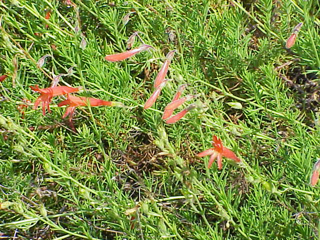 Penstemon pinifolius (Pine Penstemon)