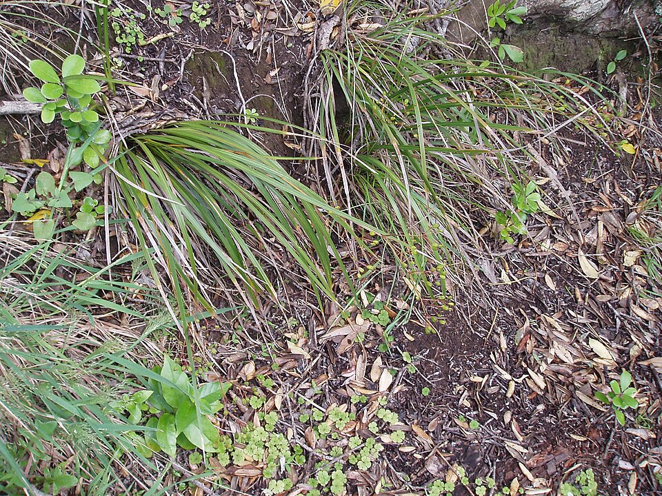 Libertia grandiflora (alternate view 8)