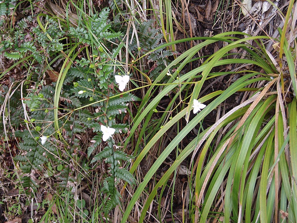 Libertia grandiflora (alternate view 9)