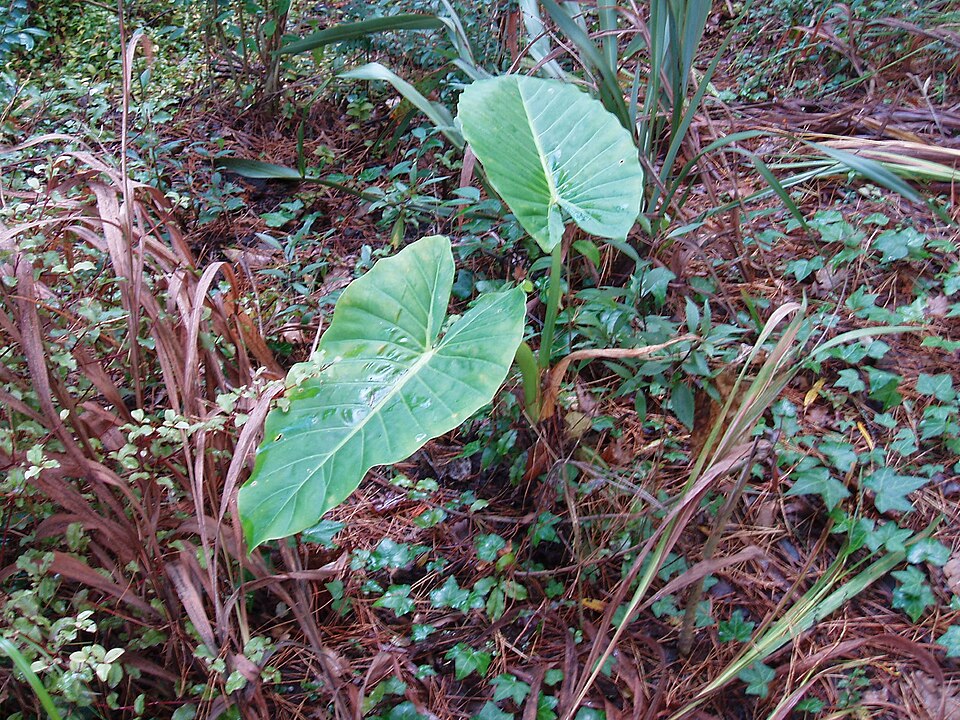 Alocasia brisbanensis (Cunjevoi) (alternate view 10)