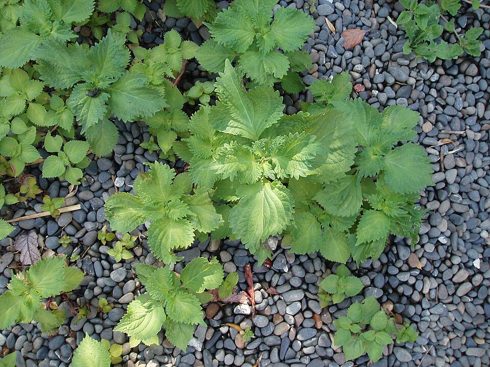 Perilla frutescens (beefsteak plant)