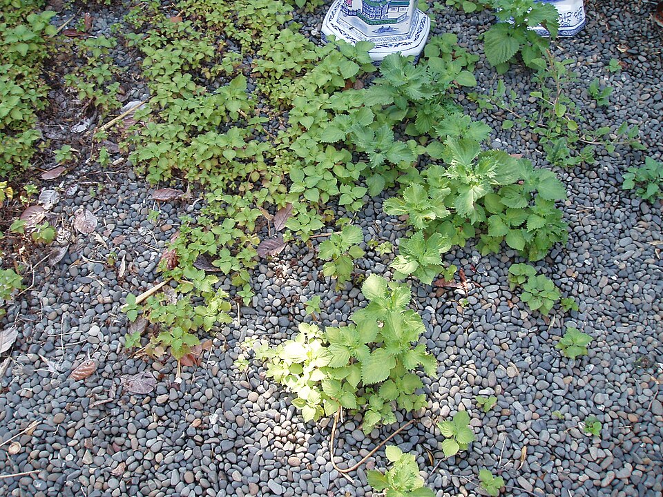 Perilla frutescens (beefsteak plant)