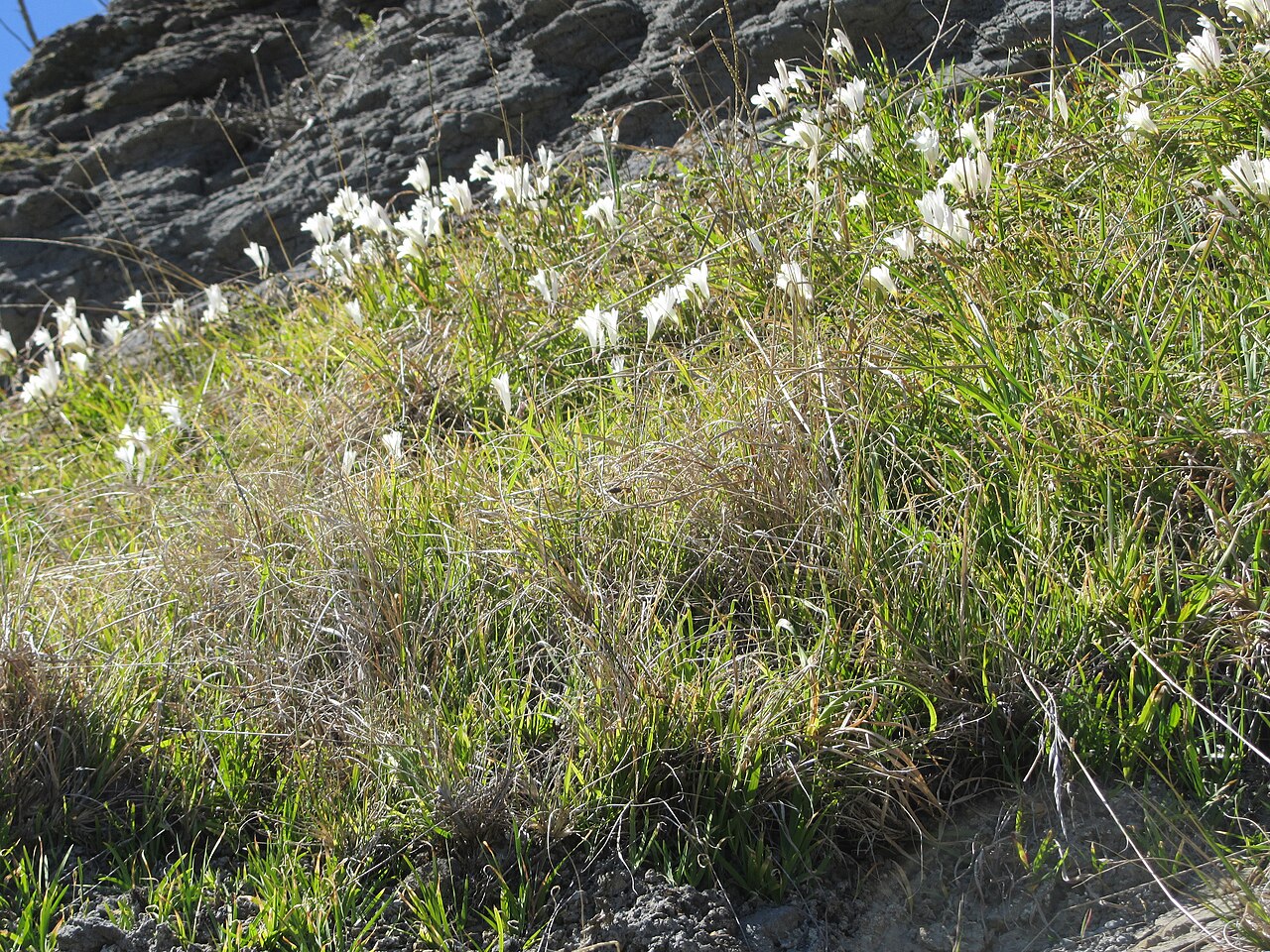 Freesia refracta, Freesia — clumping deciduous (Iridaceae) (image 4 of 9)