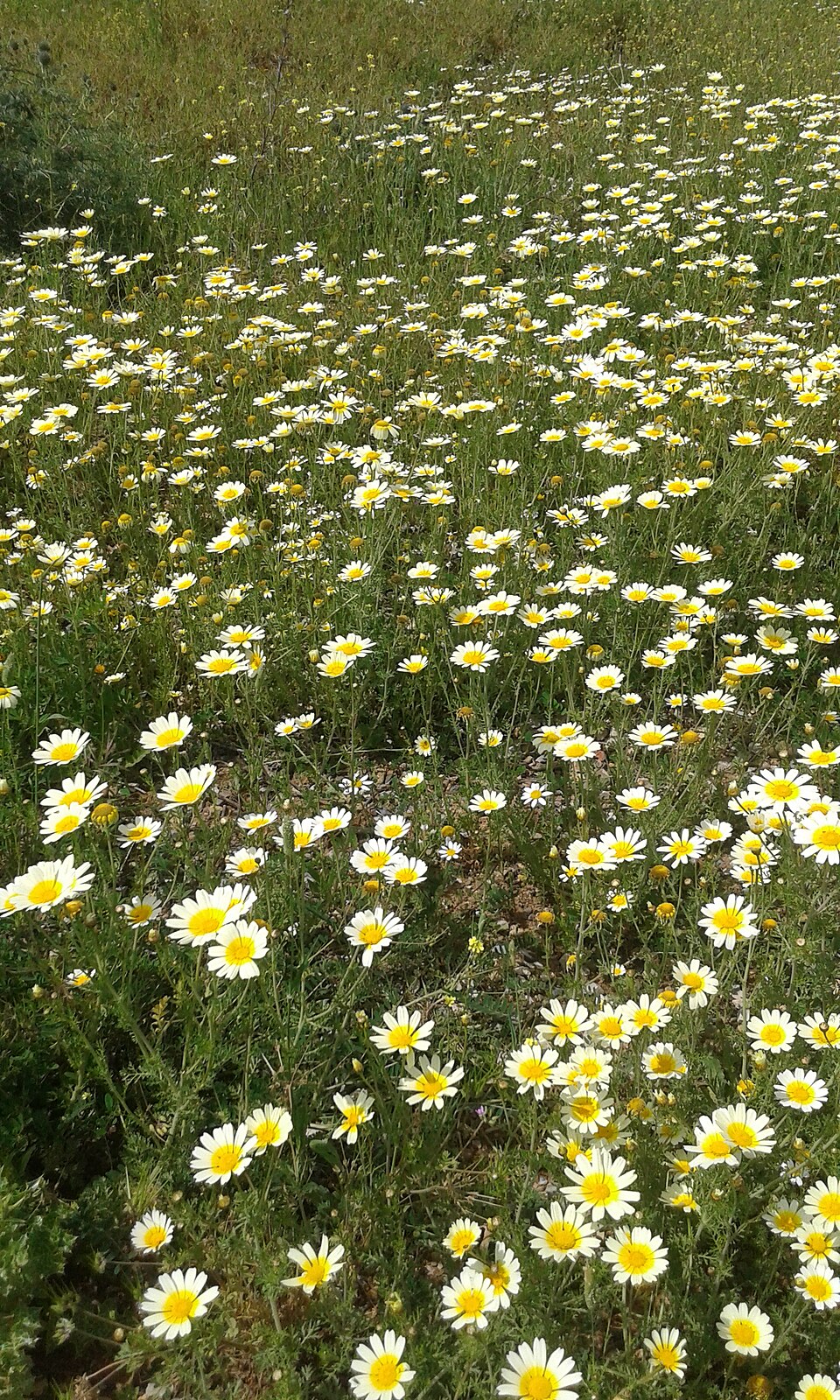 Matricaria (German chamomiles and pineapple-weeds) (alternate view 3)