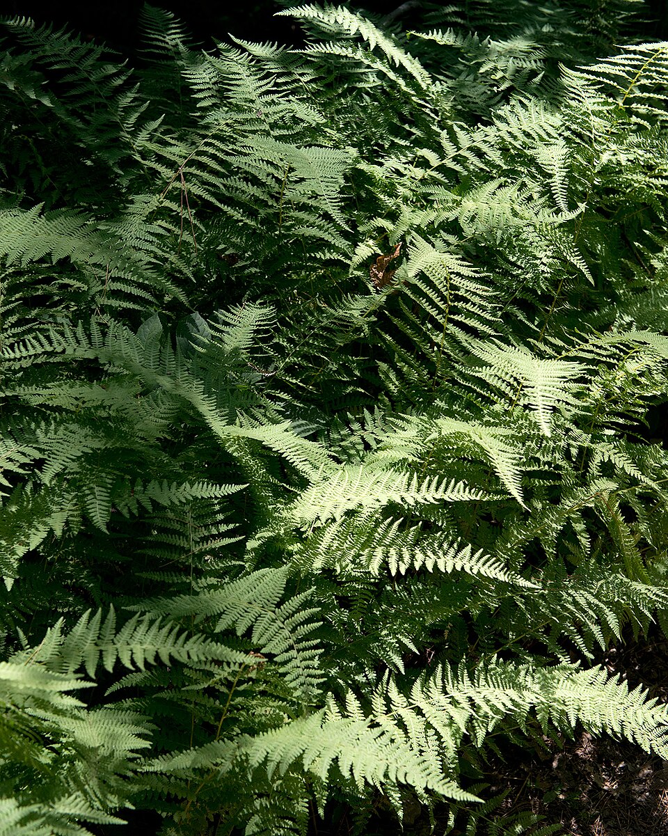 Dennstaedtia punctilobula (Hay-Scented Fern) (alternate view 7)