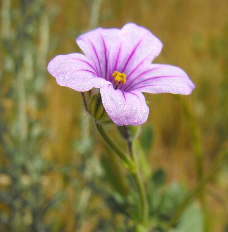 Erodium botrys (Mediterranean Stork's-bill) (alternate view 9)