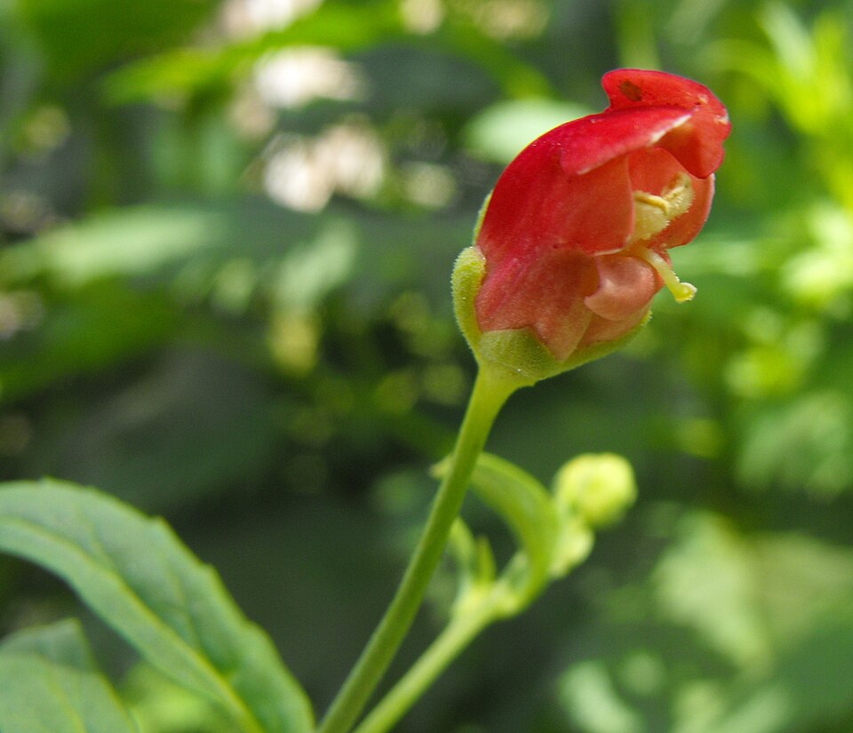 Scrophularia californica (California beeplant) (alternate view 2)