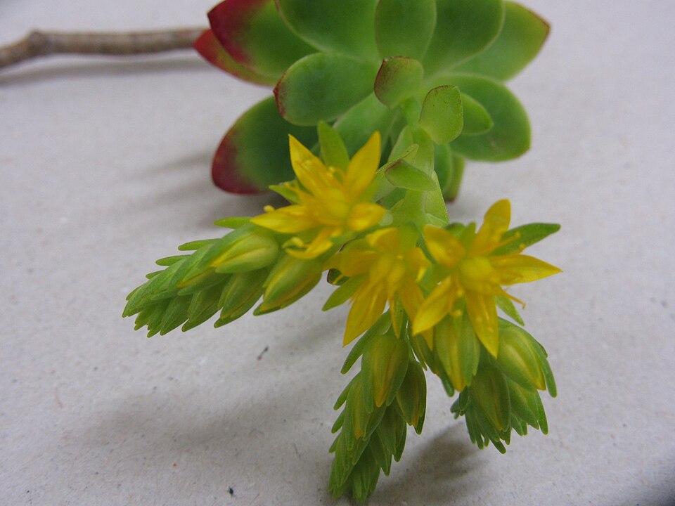 Sedum kimnachii (Kimnach's Stonecrop) (alternate view 7)