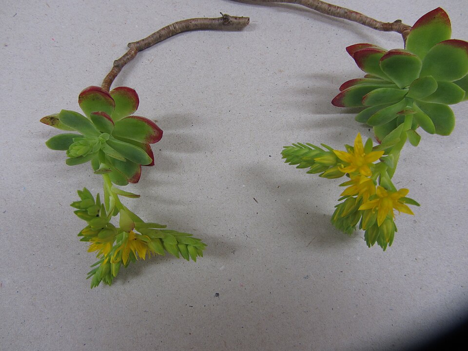 Sedum kimnachii (Kimnach's Stonecrop) (alternate view 8)