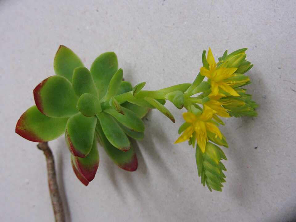 Sedum kimnachii (Kimnach's Stonecrop) (alternate view 9)