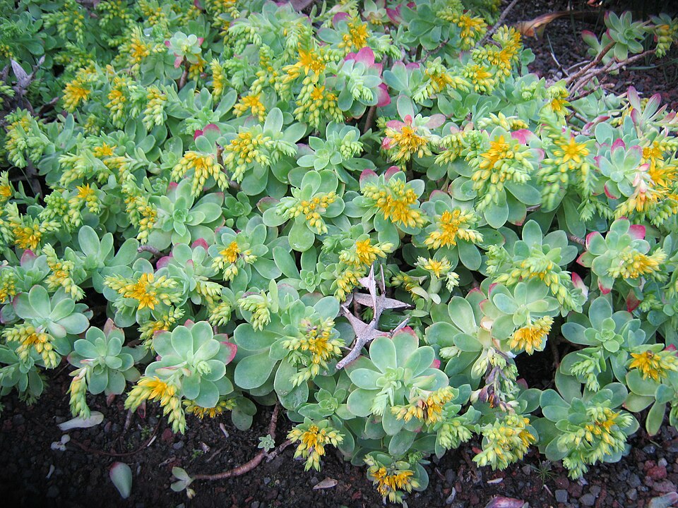 Sedum kimnachii (Kimnach's Stonecrop) (alternate view 10)