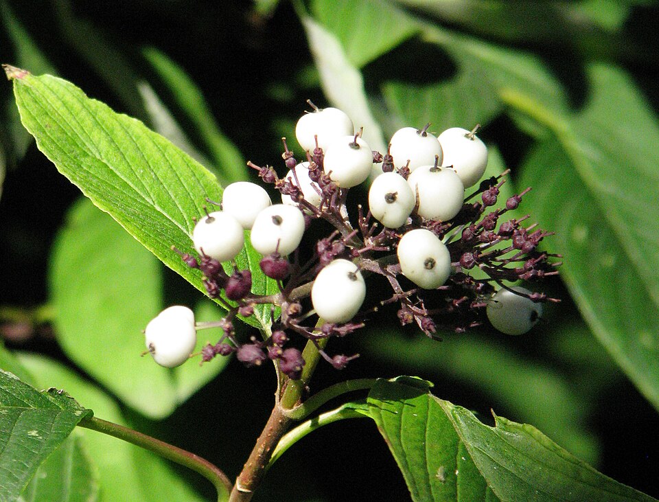 Cornus sericea 'Baileyi' (Bailey's Red-twig Dogwood) (alternate view 4)