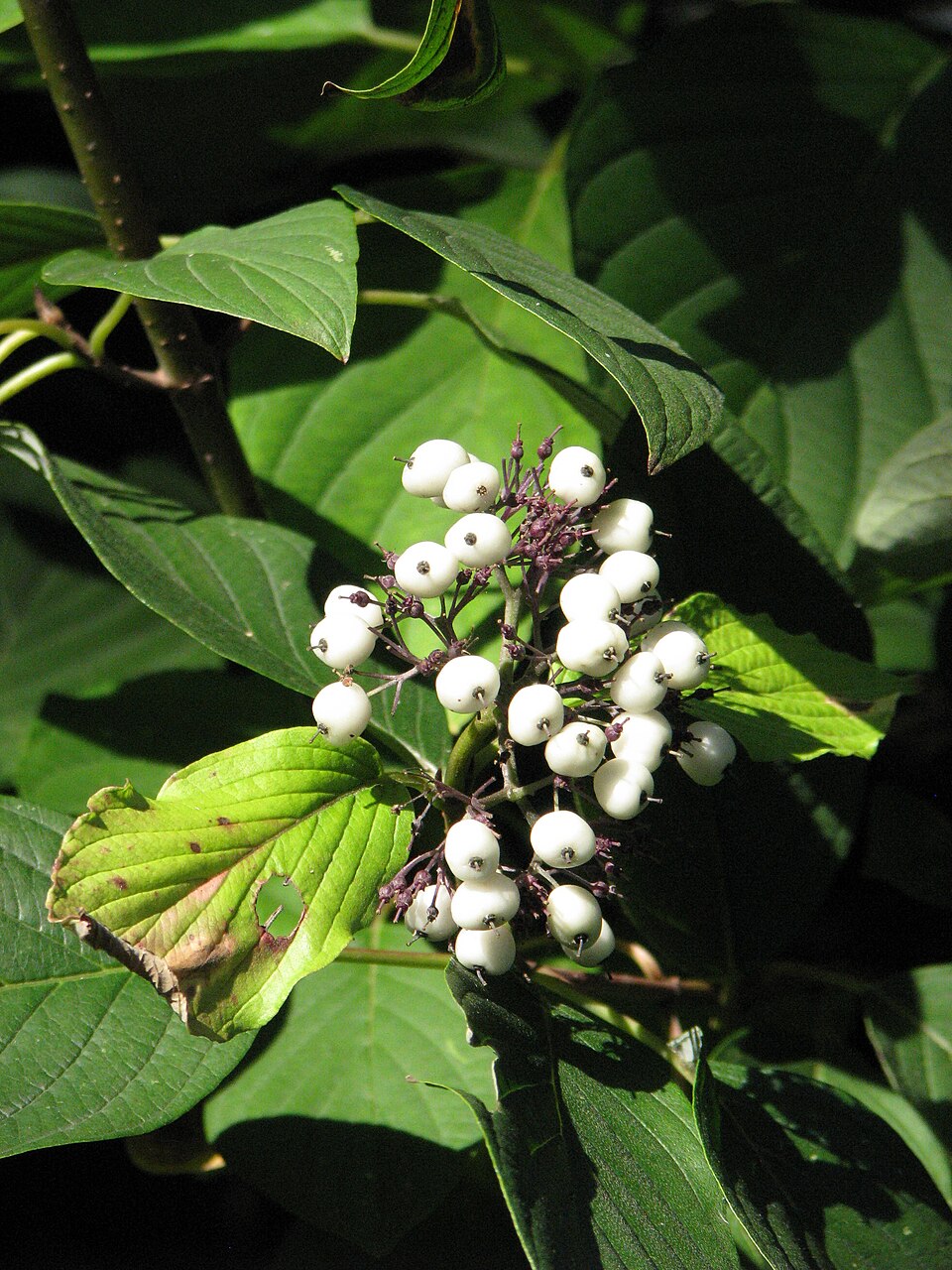 Cornus sericea 'Baileyi' (Bailey's Red-twig Dogwood) (alternate view 5)