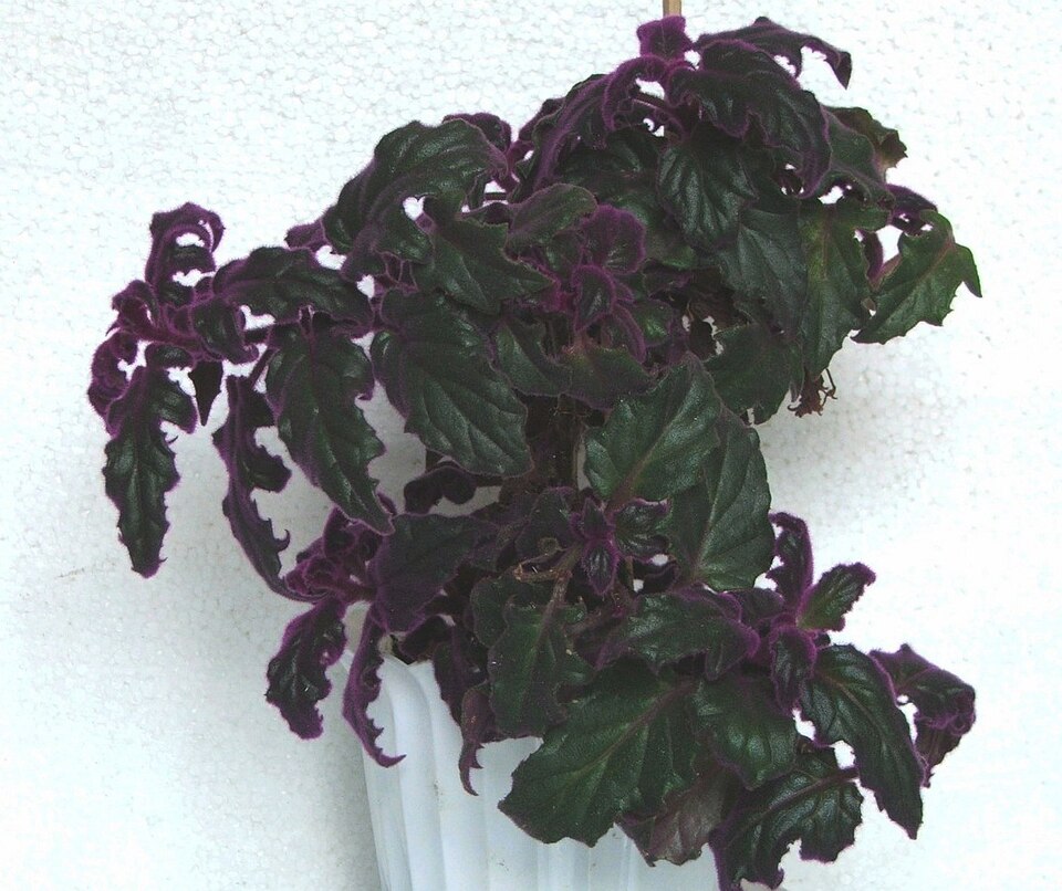 Gynura aurantiaca (Purple Passion Plant) (alternate view 11)